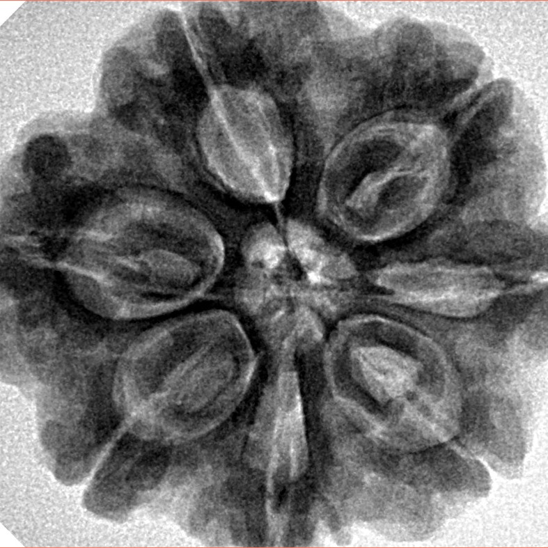 7 Mukhi Rudraksha 28.3mm 7gm - Origin: Nepal - Inverse xray