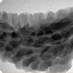 1 Mukhi Rudraksha 38.6mm 6.69gm - Inverse xray