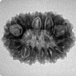 15 Mukhi Rudraksha 24.5mm 3.3gm - Inverse xray