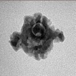 2 Mukhi Double Ganesh 16.6mm 1.2gm - Inverse xray