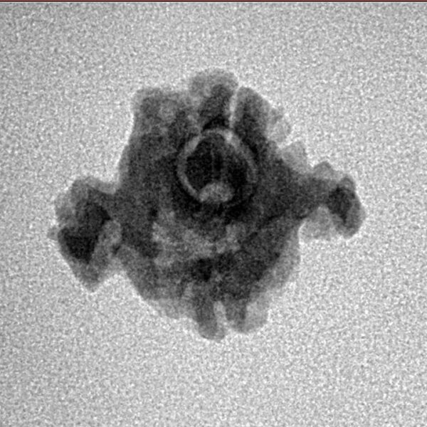 2 Mukhi Double Ganesh 16.6mm 1.2gm - Inverse xray