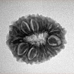 14 Mukhi Rudraksha 21.1mm 2.62gm - Inverse xray