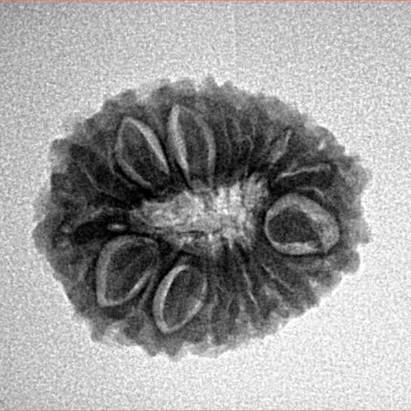 14 Mukhi Rudraksha 21.1mm 2.62gm - Inverse xray