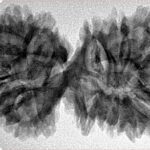 18 MK Gaurishankar 39.6mm 6.33gm - Inverse xray