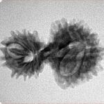 16 MK Gaurishankar 26.2mm 2.42gm - Inverse xray