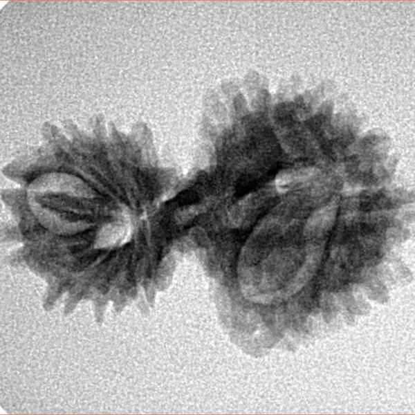 16 MK Gaurishankar 26.2mm 2.42gm - Inverse xray