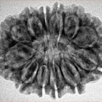 12 Mukhi Rudraksha 28.6mm 4.74gm - Inverse xray