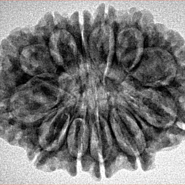 12 Mukhi Rudraksha 28.6mm 4.74gm - Inverse xray