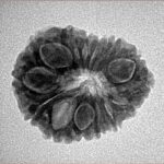 14 Mukhi Rudraksha 22.2mm 2.58gm - Inverse xray