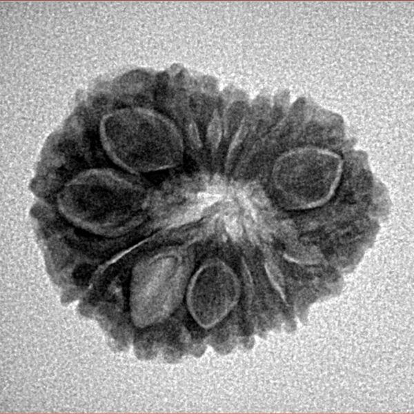 14 Mukhi Rudraksha 22.2mm 2.58gm - Inverse xray