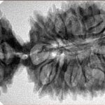 20 MK Gaurishankar 45.7mm 7.4gm - Inverse xray