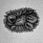 14 Mukhi Rudraksha 18.3mm 1.26gm - Inverse xray