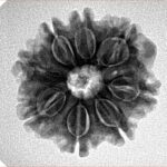 8 Mukhi Rudraksha 23mm 4gm - Inverse xray