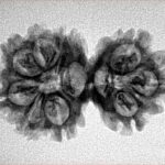 9 MK Gaurishankar 28.2mm 3.27gm - Inverse xray