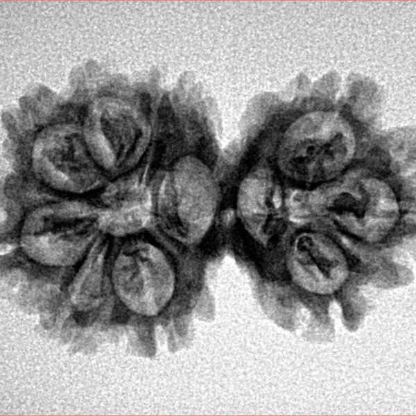 9 MK Gaurishankar 28.2mm 3.27gm - Inverse xray