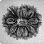 10 Mukhi Rudraksha 23.5mm 2.84gm - Inverse xray
