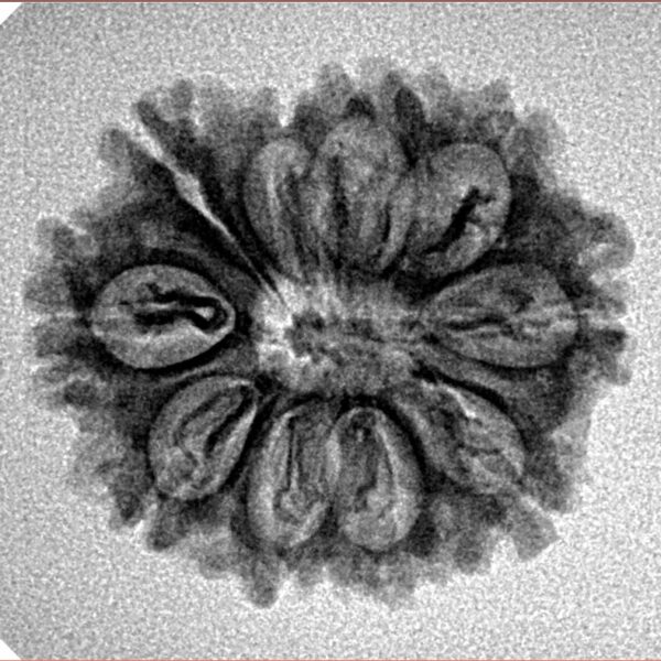10 Mukhi Rudraksha 23.5mm 2.84gm - Inverse xray