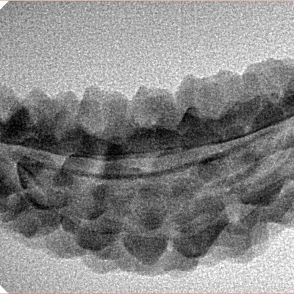 1 Mukhi Rudraksha 42.1mm 3.24gm - Inverse xray