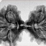 7 MK Gaurishankar 38.6mm 6.86gm - Inverse xray