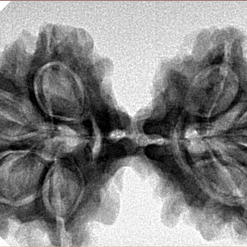 7 MK Gaurishankar 38.6mm 6.86gm - Inverse xray