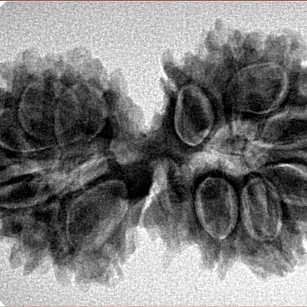 15 MK Gaurishankar 34.8mm 5.63gm - Inverse xray