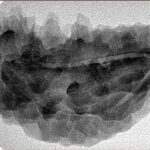 1 Mukhi Rudraksha 38mm 5.59gm - Inverse xray