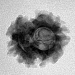 2 Mukhi Rudraksha 20.2mm 2.3gm - Inverse xray