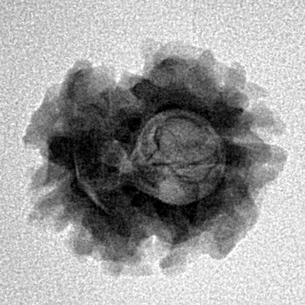 2 Mukhi Rudraksha 20.2mm 2.3gm - Inverse xray