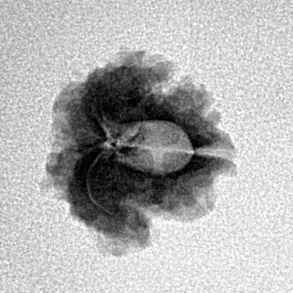 1 Mukhi Rudraksha 17.4mm 1.24gm - Inverse xray