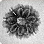 9 Mukhi Rudraksha 22.6mm 3gm - Inverse xray