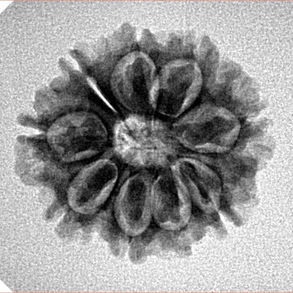 9 Mukhi Rudraksha 22.6mm 3gm - Inverse xray