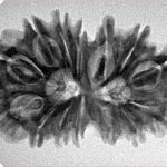14 Mk Gaurishankar 30.8mm 4.74gm - Inverse xray