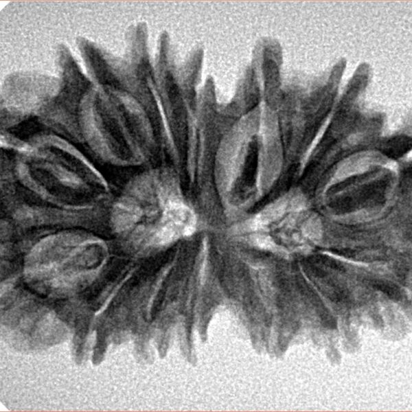 14 Mk Gaurishankar 30.8mm 4.74gm - Inverse xray