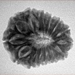 14 Mukhi Rudraksha 23.8mm 3.71gm - Inverse xray