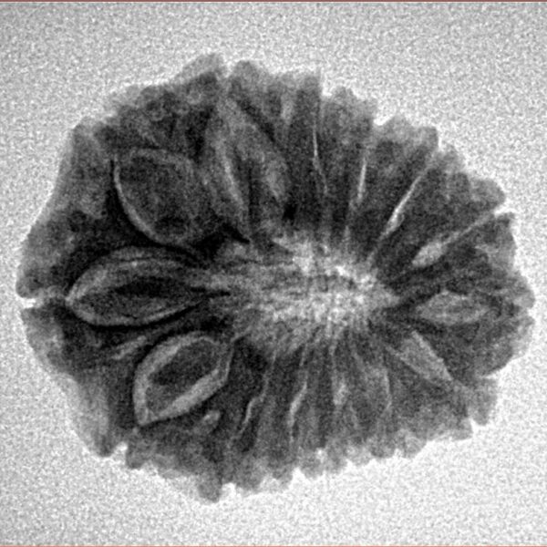 14 Mukhi Rudraksha 23.8mm 3.71gm - Inverse xray