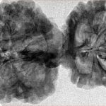 11 Mukhi Mini Trijuti 40mm 6.56gm - Inverse xray