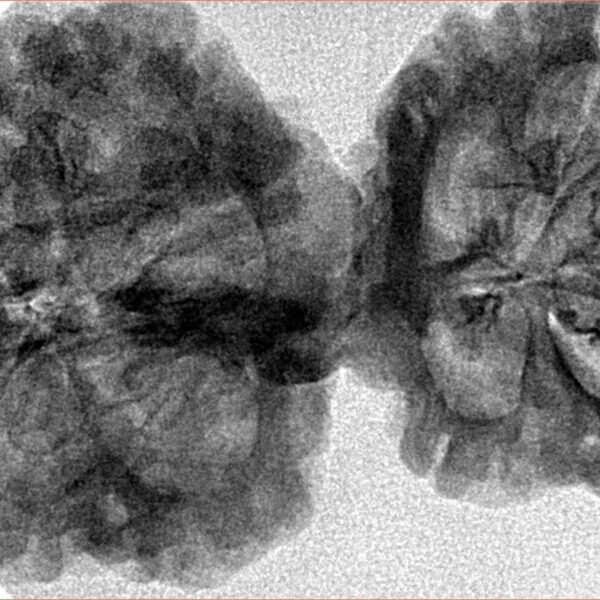11 Mukhi Mini Trijuti 40mm 6.56gm - Inverse xray