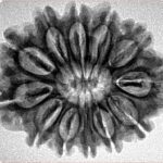 12 Mukhi Rudraksha 28mm 4.74gm - Inverse xray