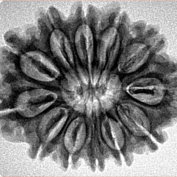 12 Mukhi Rudraksha 28mm 4.74gm - Inverse xray