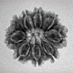 9 Mukhi Rudraksha 22.3mm 2.71gm - Inverse xray
