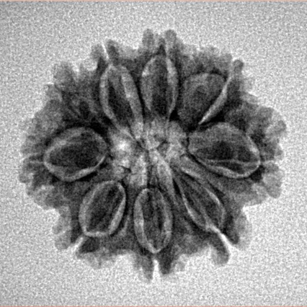9 Mukhi Rudraksha 22.3mm 2.71gm - Inverse xray