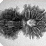 14 Mk Gaurishankar 30.6mm 4.9gm - Inverse xray