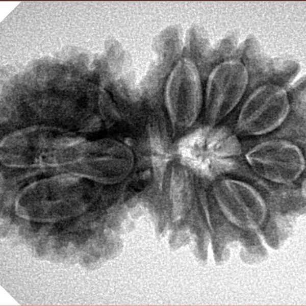 14 Mk Gaurishankar 30.6mm 4.9gm - Inverse xray