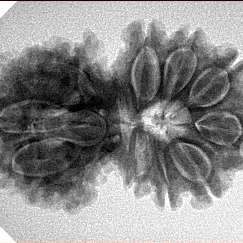 14 Mk Gaurishankar 30.6mm 4.9gm - Inverse xray