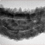 1 Mukhi Rudraksha 40.8mm 7.12gm - Inverse xray