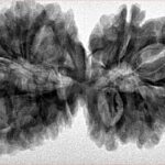 16 MK Gaurishankar 39mm 7.4gm - Inverse xray