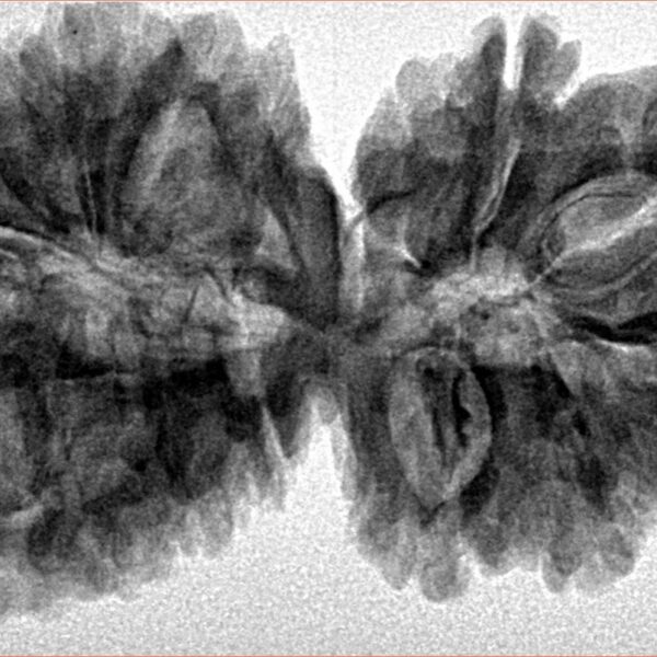 16 MK Gaurishankar 39mm 7.4gm - Inverse xray