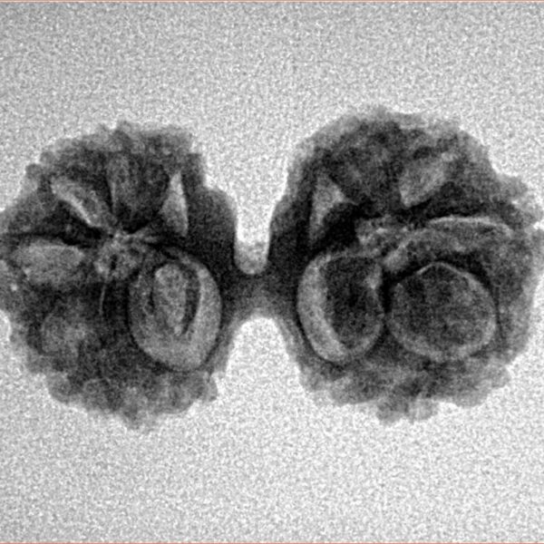 14 Mk Gaurishankar 25.8mm 2.59gm - Inverse xray