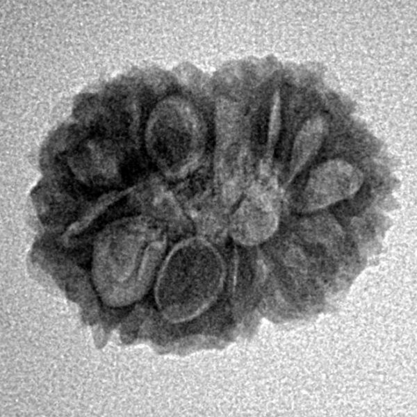 14 Mukhi Rudraksha 19.7mm 2gm - Inverse xray