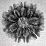 9 Mukhi Rudraksha 24.2mm 3.52gm - Inverse xray